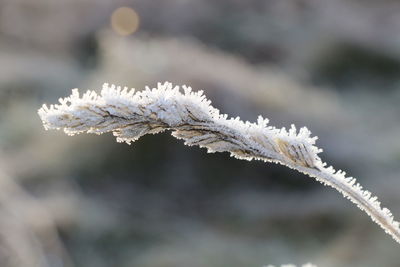 Close-up of snow covered tree