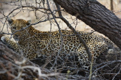 Leopard relaxing in a tree