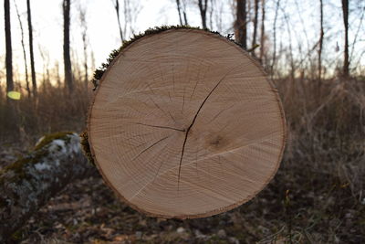 Close-up of tree stump