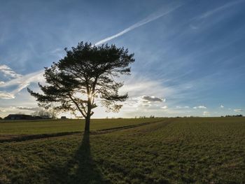 Scenic view of grassy field against sky