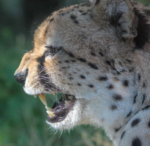 Close-up of a cheetah