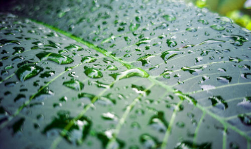 Close-up of wet leaves during rainy season