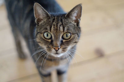 Close-up portrait of cat