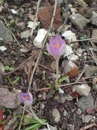 Close-up of purple flowers blooming in field