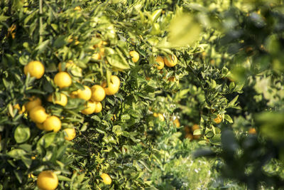 Fruits growing on plant