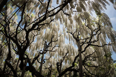 Low angle view of trees in forest against sky