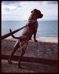Dog looking at sea