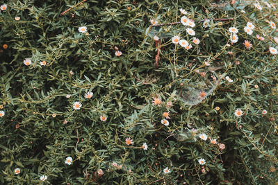 High angle view of flowering plants on field