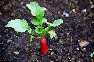 Close-up of radish growing in field