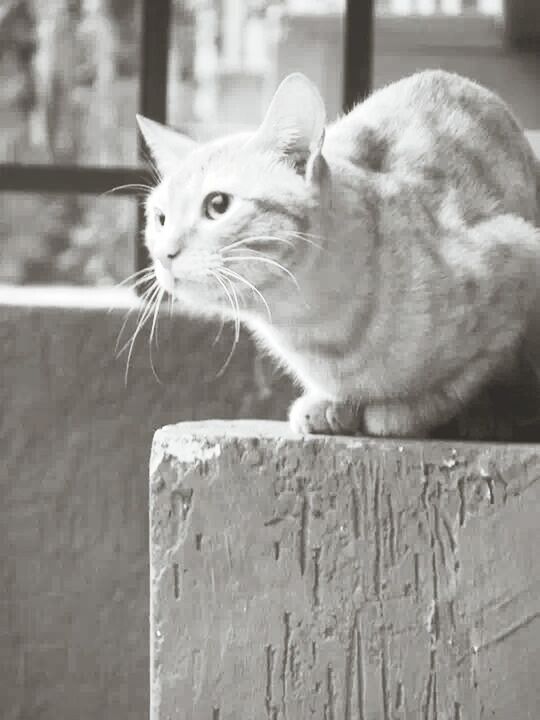 domestic cat, animal themes, cat, one animal, feline, pets, domestic animals, mammal, whisker, portrait, looking at camera, focus on foreground, close-up, alertness, sitting, staring, relaxation, zoology, indoors