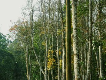 Trees in forest