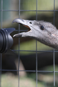 Camera photographing bird in zoo