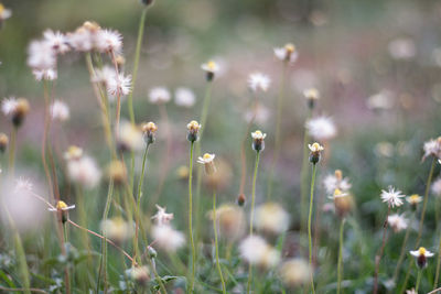 Close-up of flowering plants on field