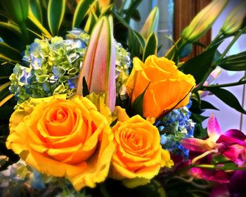 Close-up of yellow rose
