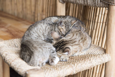 High angle view of cat sleeping