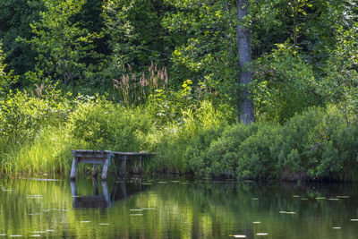 Scenic view of lake in forest