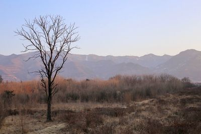 Bare tree on landscape against clear sky