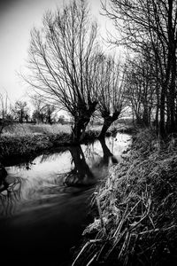Reflection of bare trees in river