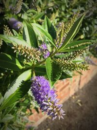 Close-up of purple flowers