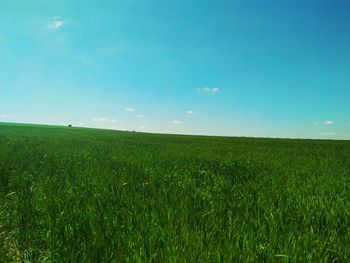 Scenic view of wheat field against sky