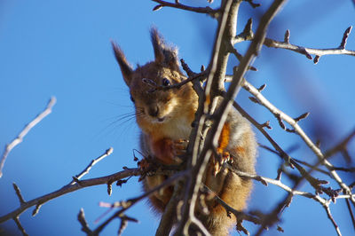 Low angle view of a horse on tree