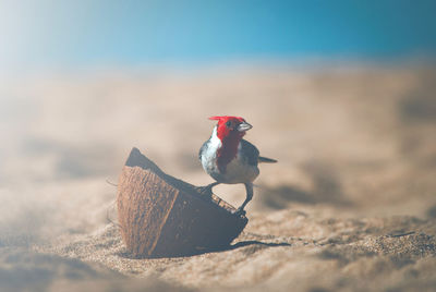 Close-up of bird on rock