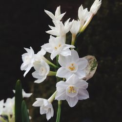 Close-up of white flowers blooming outdoors