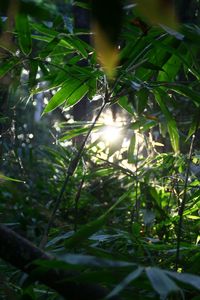 Sun shining through trees