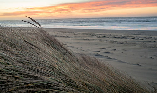 Close-up of beach against sky during sunset