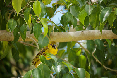 Close-up of bird perching on plant
