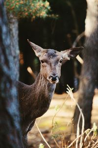 Portrait of deer