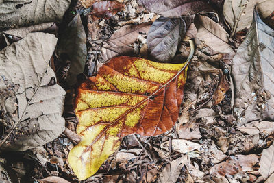 High angle view of dried autumn leaves on field