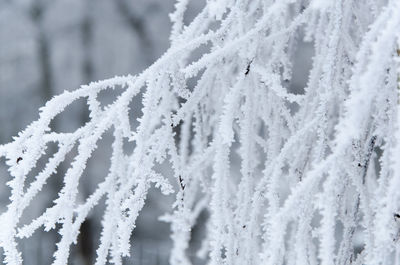 Close-up of snow covered tree