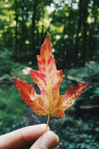 Close-up of hand holding maple leaf during autumn