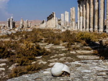 Low angle view of a snail in apameia