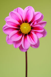 Close-up of pink flower