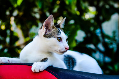 Close-up of cat sitting outdoors