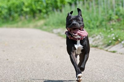 Dog on dirt road