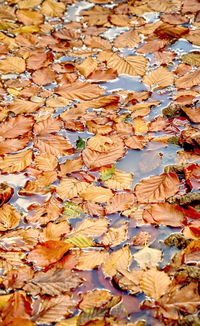 Full frame shot of dry maple leaves