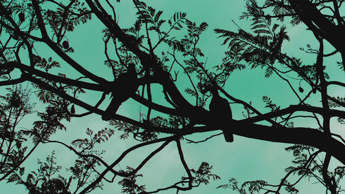 Low angle view of silhouette bird perching on tree against sky