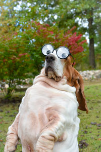 Dog on field wearing funny glasses 