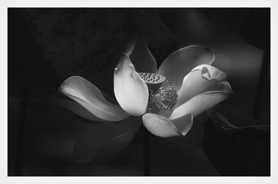 Close-up of white flowering plant against black background