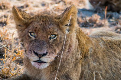 Lion panthera leo cub resting on the manyeleti game reserve, south africa
