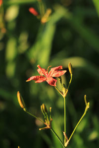 Close-up of red flowering plant