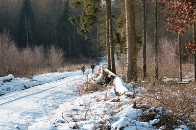 Snow covered trees in forest