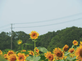 Close-up of yellow flowering plants on field against clear sky