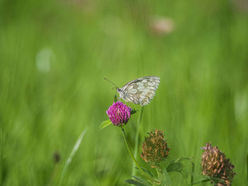 Close-up of butterfly pollinating on flower