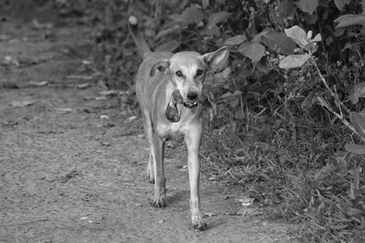 Portrait of dog running on land