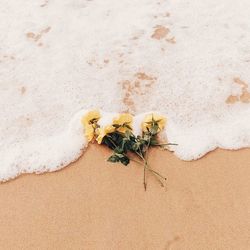 High angle view of flowering plant on sand