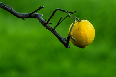 Close-up of lemon hanging on tree